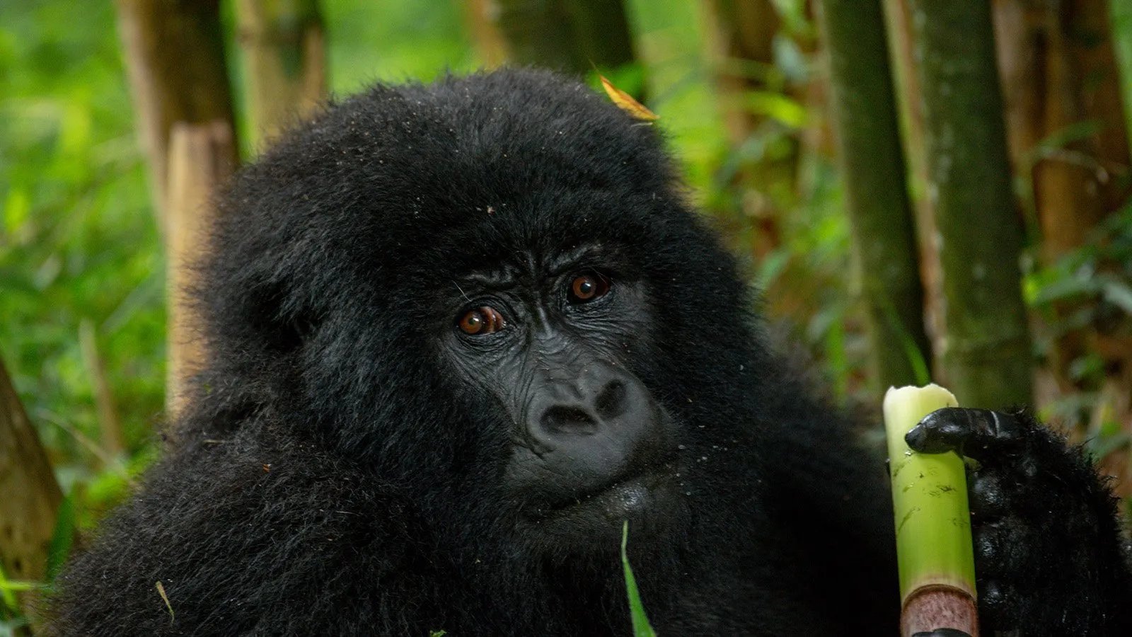 Uganda Gorilla Discovery