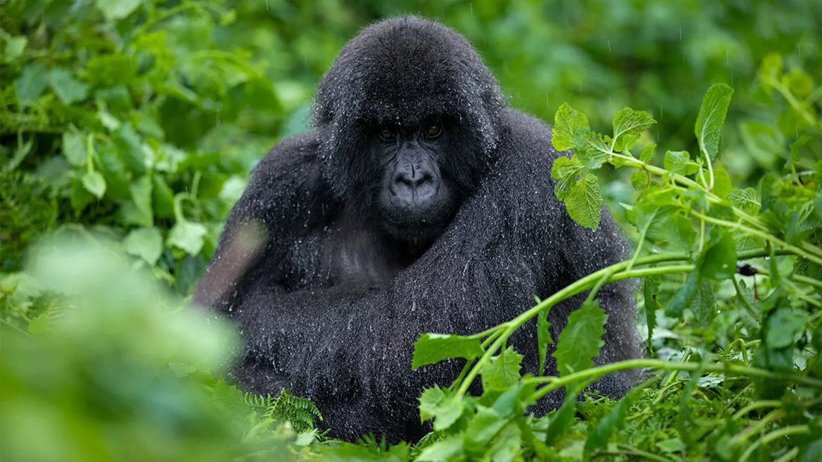 Ultimate Gorilla Tour