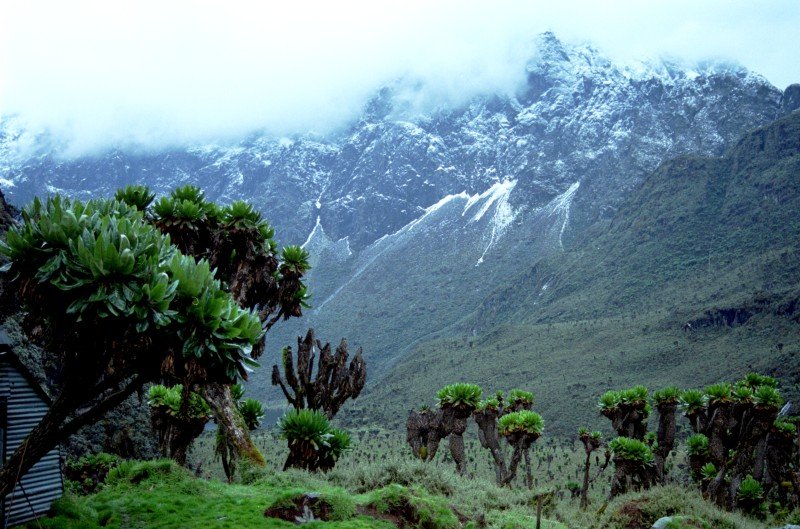 Rwenzori