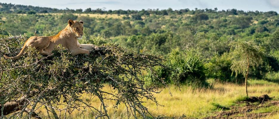 Adventure Activities Safari
